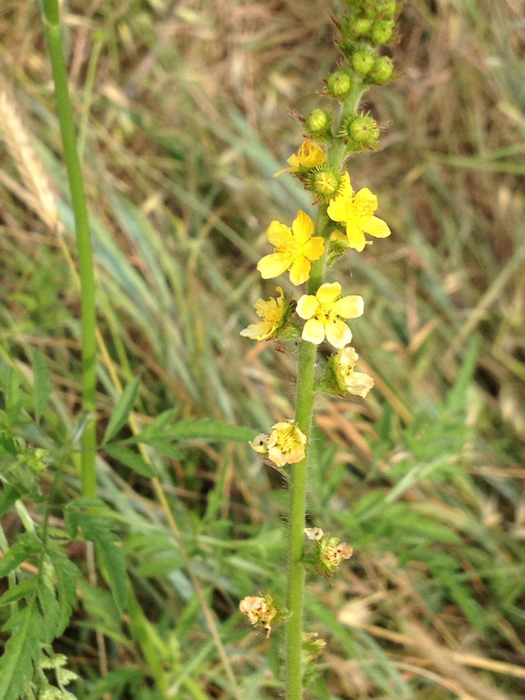 Agrimonia eupatoria